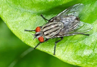 All about flies - Welcome Wildlife