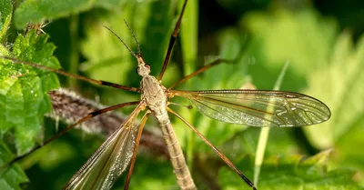 House fly - Biocontrol, Damage and Life Cycle