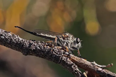 World's Biggest Fly Faces Two New Challengers