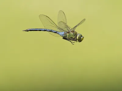 Robber flies are fierce predators and resourceful lovers | Colorado Arts  and Sciences Magazine | University of Colorado Boulder