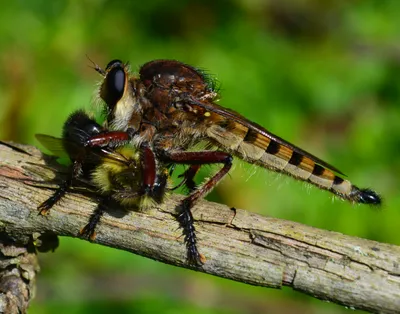 Tactical Fly Fisher