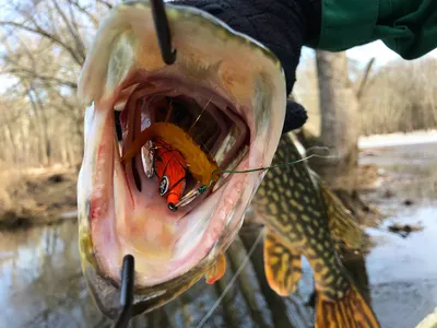 Robber; Assassin; Cannibal; That's Some Fly! - Centerville-Washington Park  District