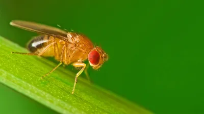 Crane flies: Why adults are too busy to eat and why their fragile limbs are  a secret survival weapon - Discover Wildlife