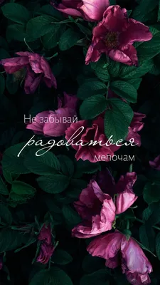 Бесплатные обои на телефон | Скачайте заставку на телефон | Canva