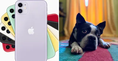 iPhone 11: a first look at Apple's new default iPhone - The Verge