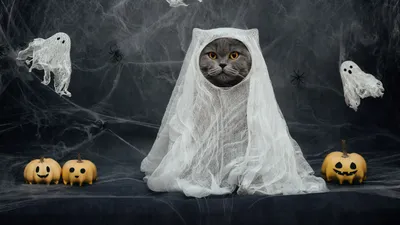 Хэллоуин 2022: какого числа, история и традиции праздника