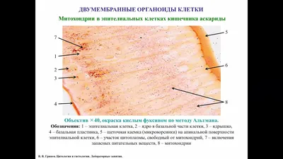 набор мини трафаретов многоразовых 4шт - 15х10см \"птички в клетках #151  росписи и декорирования | фабрика декору