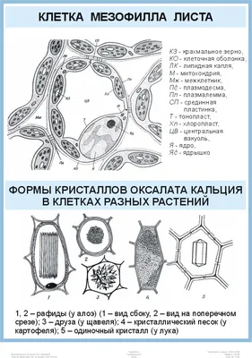 Как подружить гены в клетках. Коктейль молодости, светящиеся котики,  напечатанные органы и другие прелести науки - купить с доставкой по  выгодным ценам в интернет-магазине OZON (1064917317)