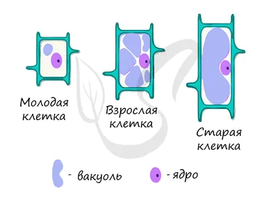 Нейроны И Нейроглиальные Клетки. Глиальные Клетки Являются Не-нейрональных  Клетках В Мозгу. Есть Различные Типы Глиальных Клеток: Олигодендроцит,  Микроглии, Астроцитов И Шванн Клетки Клипарты, SVG, векторы, и Набор  Иллюстраций Без Оплаты Отчислений. Image