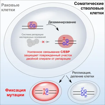 Фазаны, дислоцированных в клетках. Mezhyhirya Украина Стоковое Фото -  изображение насчитывающей звеец, вольер: 204568050