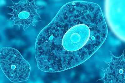 Кристаллы в клетках шелухи лука – microbia.ru