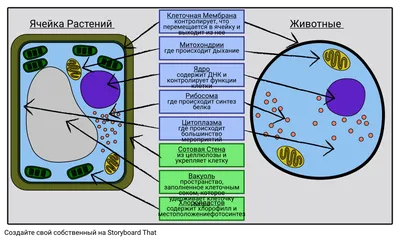 15. Особенности строения клеток прокариот: Строение прокариотических клеток