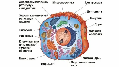 Четырехцепочечную ДНК впервые увидели в действии в человеческих клетках