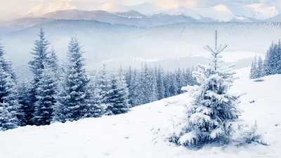 Природа, зима - Красивые фото обои для рабочего стола компьютера #24