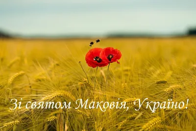 Медовый Спас 14 августа 2022 - что нельзя делать на Маковея, главные  приметы | Стайлер