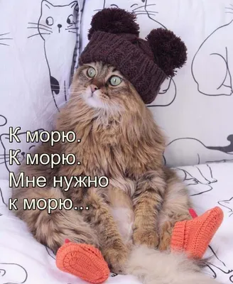 Приколы и юмор! Прикольные фото про море, пляжи, отдых и туристов! 🌴ПРИКОЛЫ🌴СОЧИ.  - YouTube