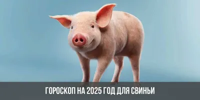Маленькая Свинья С Китайским Свитком Китайский Новый Год Год Свиньи Перевод  Удачи В Год Свиньи — стоковая векторная графика и другие изображения на  тему 2019 - iStock