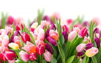 Одноклассники | Easter cover photo facebook, Facebook cover photos flowers,  Facebook cover images