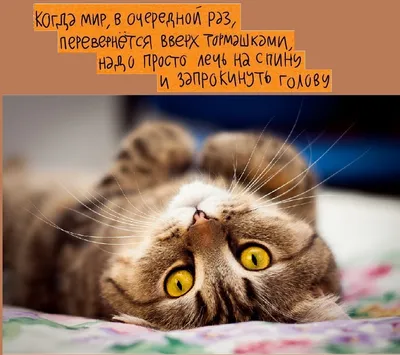Человек в поисках смысла ЁЁ Медиа 21877020 купить за 1 010 ₽ в  интернет-магазине Wildberries