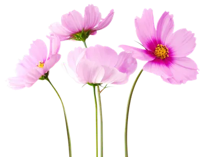 Клипарт На Прозрачном Фоне - Клипарт На Прозрачном Фоне - Free Transparent  PNG Clipart Images Download