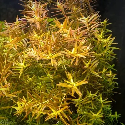 Ротала Эйч Ра - Rotala sp. H'Ra (ветка)