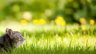 Природа, лето - Красивые Wallpapers обои для рабочего стола компьютера #123