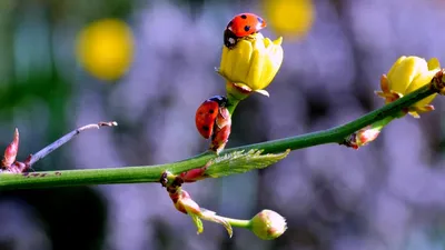 Обои весна, первые, подснежники, spring, first для рабочего стола #248850