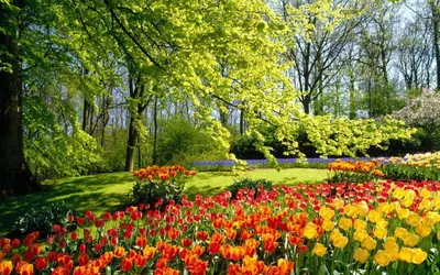 Обои для рабочего стола Нидерланды Keukenhof Весна Природа Тюльпаны