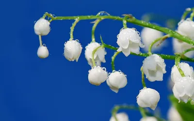 Картинки по запросу скачать обои на рабочий стол весна | Beautiful  wallpaper hd, Beautiful wallpapers backgrounds, Wallpaper backgrounds