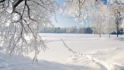 Скачать 1366x768 зима, снег, дорога, следы, кусты, деревья, сугробы,  облака, небо, ясное обои, картинки планшет, ноутбук