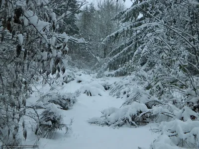 Обои для рабочего стола Швейцария Zugerberg Ель Зима Солнце 1366x768