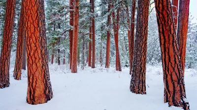 Зимняя лесная дорога » ImagesBase - Обои для рабочего стола