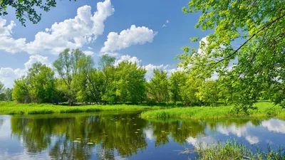 Картинка на рабочий стол лес, ночь, небо, пейзажи, фото, космос, обои,  звёзды, млечный путь 1366 x 768