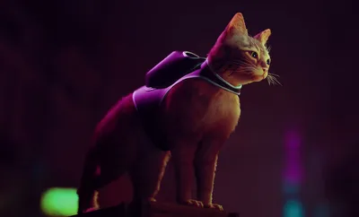 Обои на рабочий стол Рыжий кот, персонаж из видеоигры Stray, обои для рабочего  стола, скачать обои, обои бесплатно