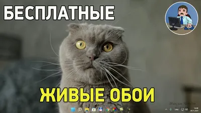 Обои на рабочий стол аквариум - 67 фото