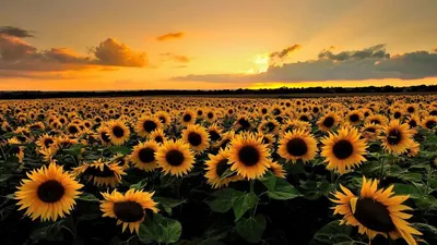 Обои для рабочего стола подсолнухи | Field wallpaper, Sunflower wallpaper  hd, Sunflowers background