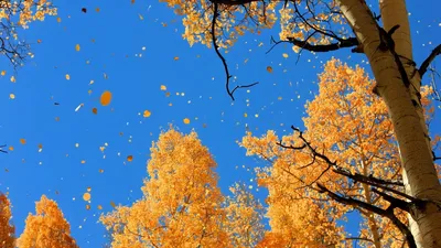 Обои природа, россия, лес, раздел Природа, размер 1920х1080 full HD -  скачать бесплатно картинку на рабочий стол и телефон
