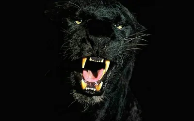 Обои Кино Фильмы Black Panther, обои для рабочего стола, фотографии кино  фильмы, black panther, черная, пантера, костюм Обои для рабочего стола,  скачать обои картинки заставки на рабочий стол.