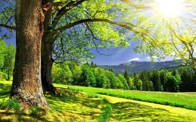 Обои Природа Деревья, обои для рабочего стола, фотографии природа, деревья,  горы, лучи, солнце, дорога, трава, поляна, лес Обои для рабочего стола,  скачать обои картинки заставки на рабочий стол.