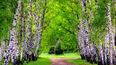 Обои Природа Деревья, обои для рабочего стола, фотографии природа, деревья,  березы Обои для рабочего стола, скачать обои картинки заставки на рабочий  стол.