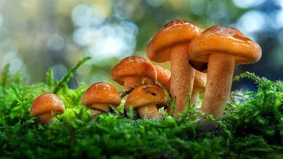 Обои грибы, осень на рабочий стол