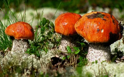 Мухомор Amanita muscaria Мультик, гриб, карикатура, обои на рабочий стол,  agaricus Campestris png | Klipartz