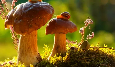 Грибы – это вкусно, но небезопасно. Как избежать отравлений — Берестовица.  Берестовицкий район. Берестовицкая газета