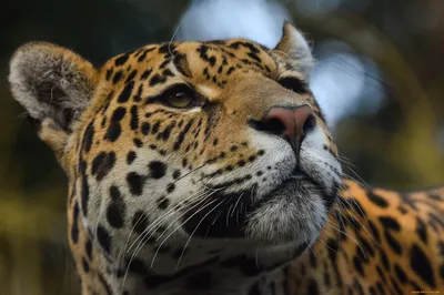 Обои Jaguar Животные Ягуары, обои для рабочего стола, фотографии jaguar,  животные, Ягуары, ягуар Обои для рабочего стола, скачать обои картинки  заставки на рабочий стол.