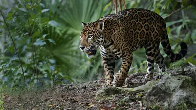 Машина Ягуар на обои, авто jaguar для рабочего стола 1024x768