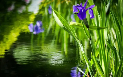 Обои на рабочий стол Синие ирисы растущие у воды, обои для рабочего стола,  скачать обои, обои бесплатно