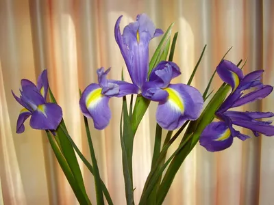 Картинка на рабочий стол ирисы, трио, макро 2560 x 1600