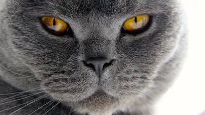 Кот на весь экран - картинки и фото koshka.top
