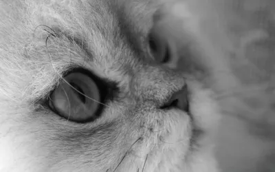 Кошка закрыть - обои для вашего рабочего стола и устройства Android |  Beautiful cats pictures, Cats, Beautiful cats