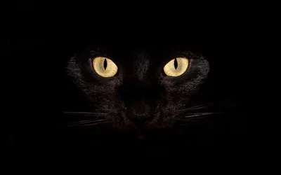 Сухой корм для кошек Purina ONE Adult Природа Здоровья с индейкой, 680 г -  отзывы покупателей на маркетплейсе Мегамаркет | Артикул товара:100029391221